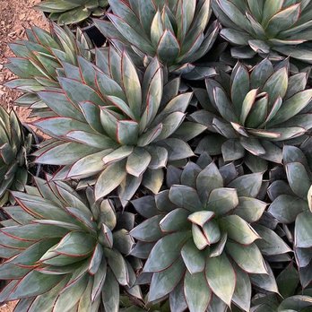 Pacific Nurseries - Nurseries & Gardening Near Me - Colma, California