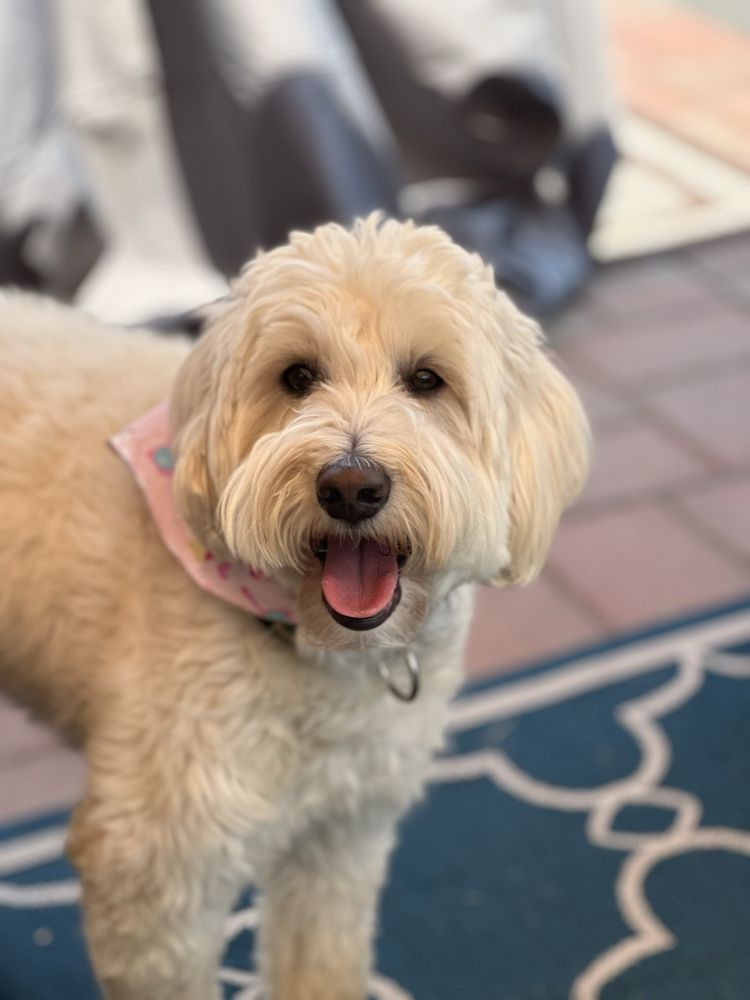K9 Resorts - Fanwood - pet boarding facility in Fanwood, NJ