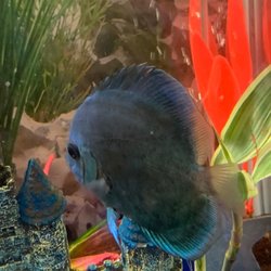 Upscale Aquatics - Discus, Angels, Pleco's and plants from Upscale Aquatic's