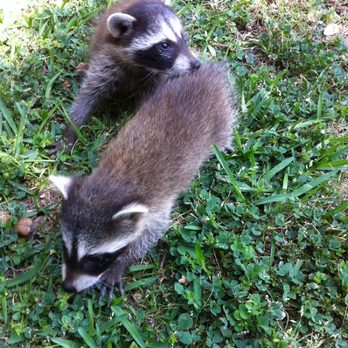 DFW Best Pest Exterminators - Do you have raccoons in your attic let us clear that up and get them humanely out of your attic. - Pest Control Near Me - Bedford, Texas DFW Best Pest Exterminators - Do you have raccoons in your attic let us clear that up and get them humanely out of your attic. - Pest Control Near Me - Bedford, Texas