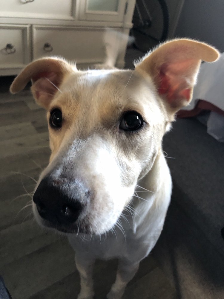 The Ruff-House - pet boarding facility in Houston, TX