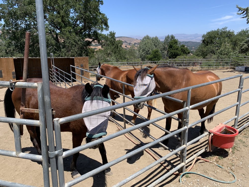 Alma Bonita Animal Rescue