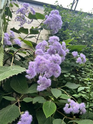 Oxford Botanic Garden by null