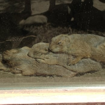 Wildlife Learning Center - Four Prairie Dog Pile-up - Zoos Near Me - Sylmar, California Wildlife Learning Center - Four Prairie Dog Pile-up - Zoos Near Me - Sylmar, California