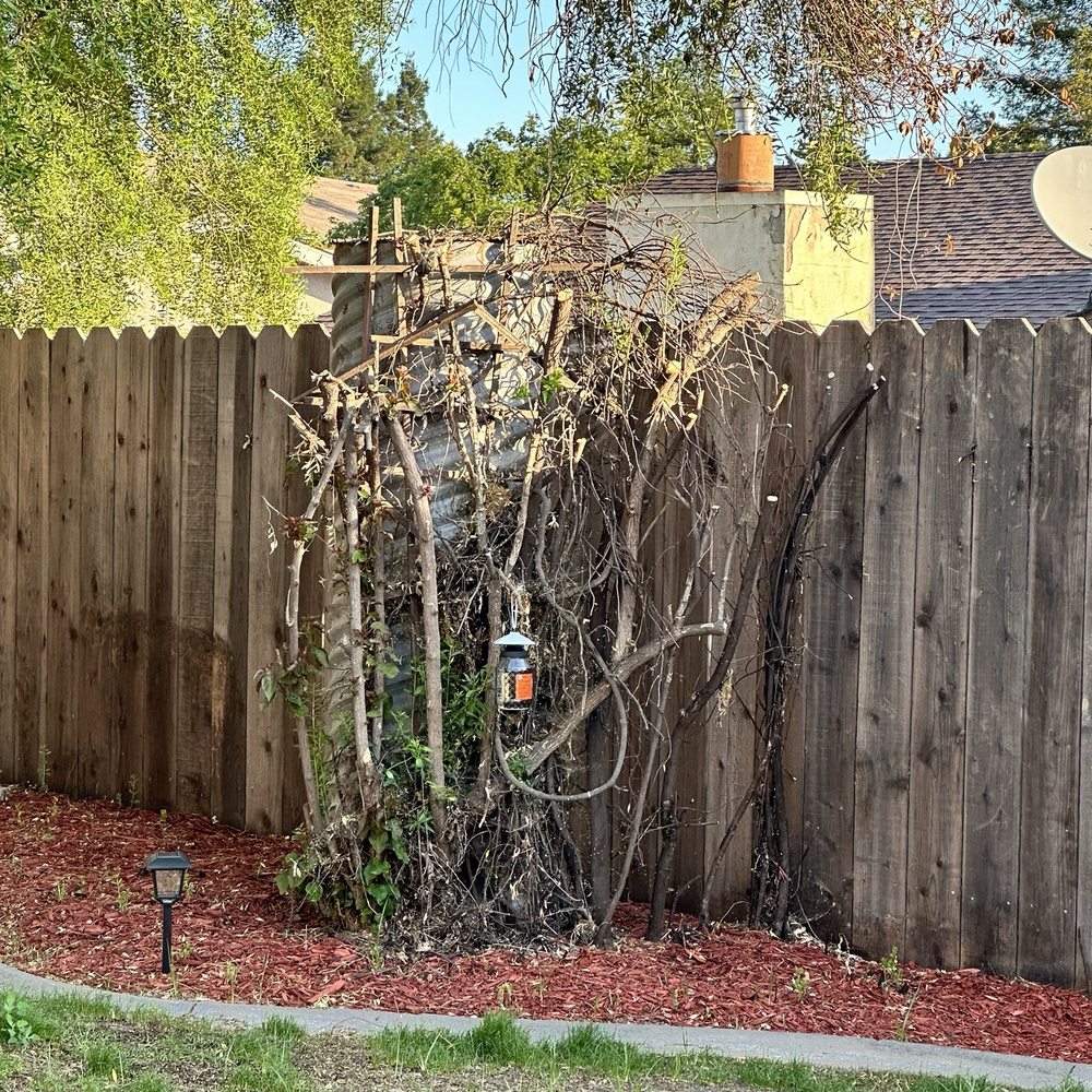 Professional Tree Service - Rose bush - Tree Services Near Me Professional Tree Service - Rose bush - Tree Services Near Me