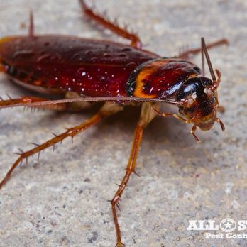 All Star Pest Control - Pest Control Near Me - Rose Hill, Kansas All Star Pest Control - Pest Control Near Me - Rose Hill, Kansas