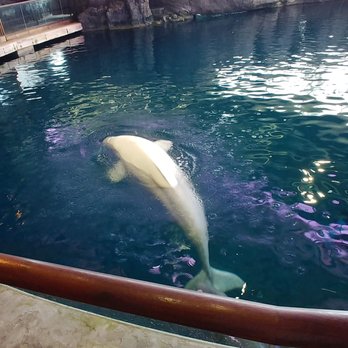 Shedd Aquarium - Aquariums Near Me - Chicago, Illinois
