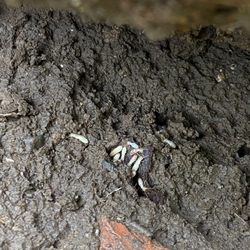 BEST Termites