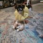 Animal Welfare League Of Alexandria