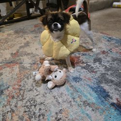 Animal Welfare League Of Alexandria
