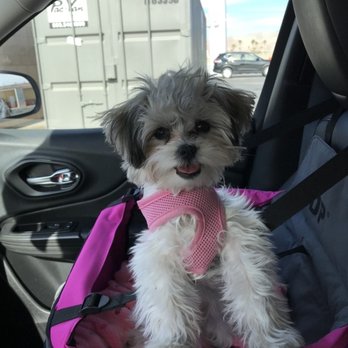 Puppies N Love - Loves her car seat, we are off on another excellent adventure - Pet Stores Near Me - Gilbert, Arizona Puppies N Love - Loves her car seat, we are off on another excellent adventure - Pet Stores Near Me - Gilbert, Arizona