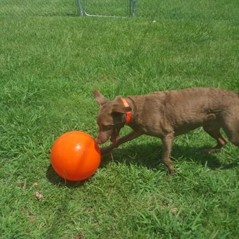 A Better Dog Kennel - Pet Training Near Me - Monroe, North Carolina