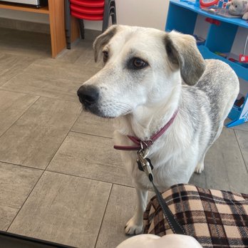 Veterinary Emergency Group - Jelly waiting for the doctor - Emergency Pet Hospital Near Me - San Ramon, California