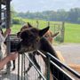 Photo of WestPark Alpacas