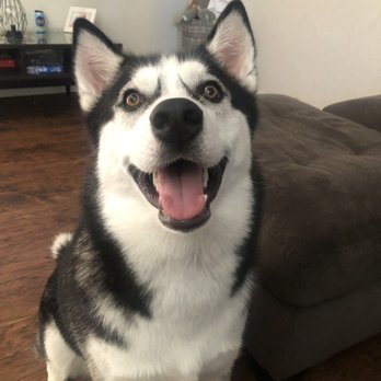Petco - Pet Training Near Me - Anaheim, California