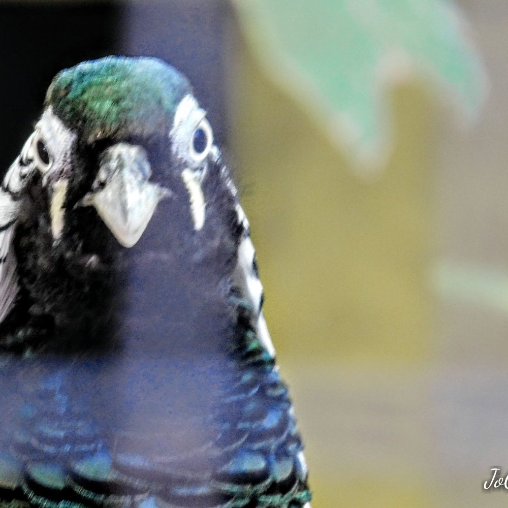 Zoo di Napoli - Zoos Near Me - Naples, NA