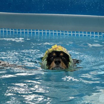 Veterinary Neurology Center - Veterinarians Near Me - Tustin, California Veterinary Neurology Center - Veterinarians Near Me - Tustin, California