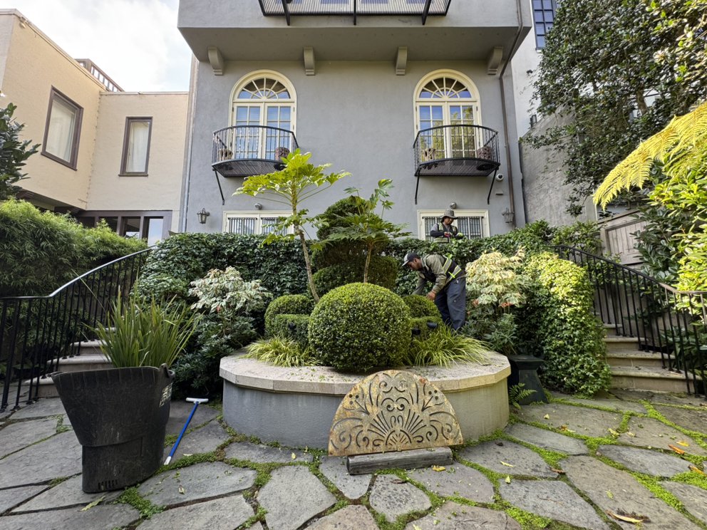 Gardenias Landscape - tree service in San Francisco, CA