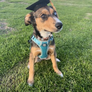 Lillie-Mae Dog Training - Pet Training Near Me Lillie-Mae Dog Training - Pet Training Near Me
