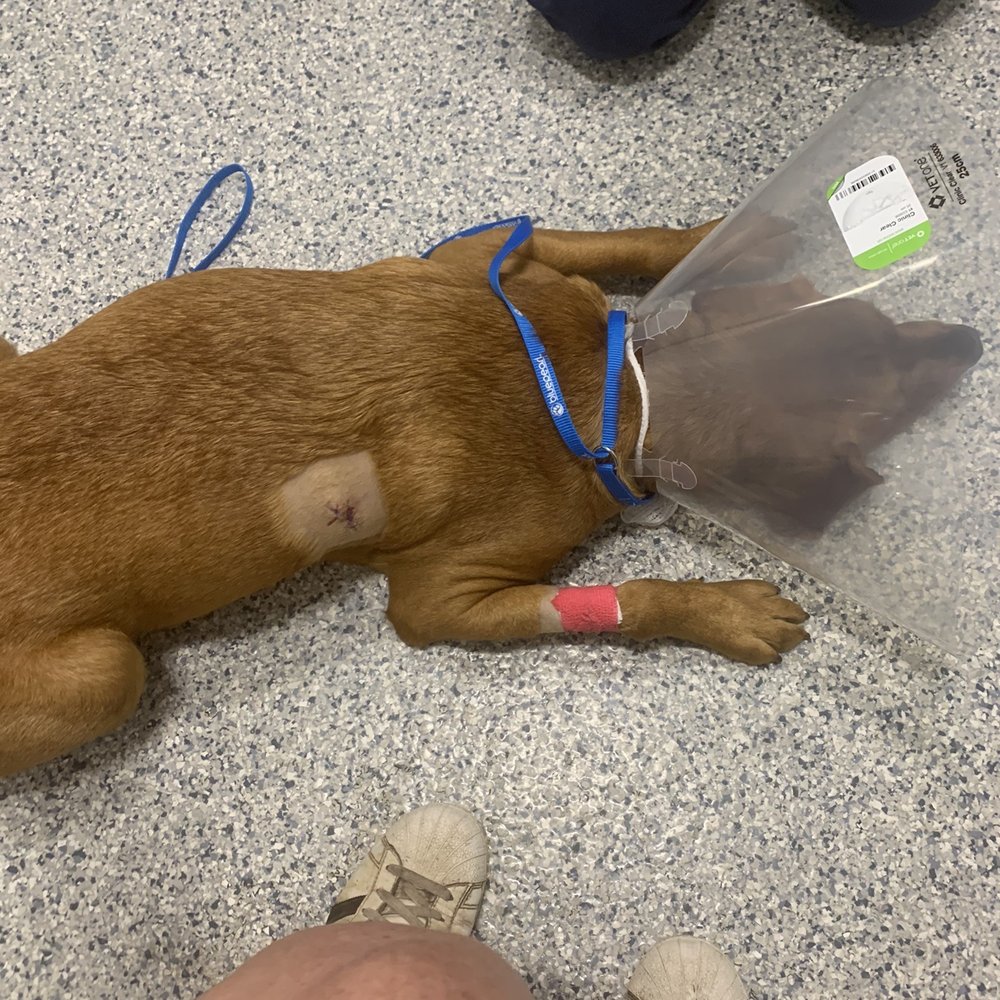Naples Dog Park - Daisy injury - Dog Parks Near Me Naples Dog Park - Daisy injury - Dog Parks Near Me
