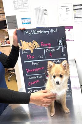 VCA ARBORETUM VIEW ANIMAL HOSPITAL - Updated February 2026 - 63 Photos