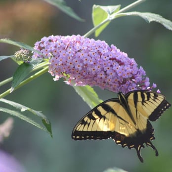 Greenfield Lawn Care - a butterfly on a flower - Landscaping Near Me Greenfield Lawn Care - a butterfly on a flower - Landscaping Near Me