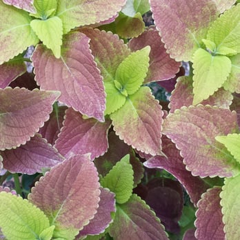 Home Grown Plants - Nurseries & Gardening Near Me - Farmersville, Texas