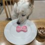 Photo of Paws and the Palette