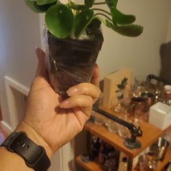 Winter Greenhouse - Money Plant arrived perfect