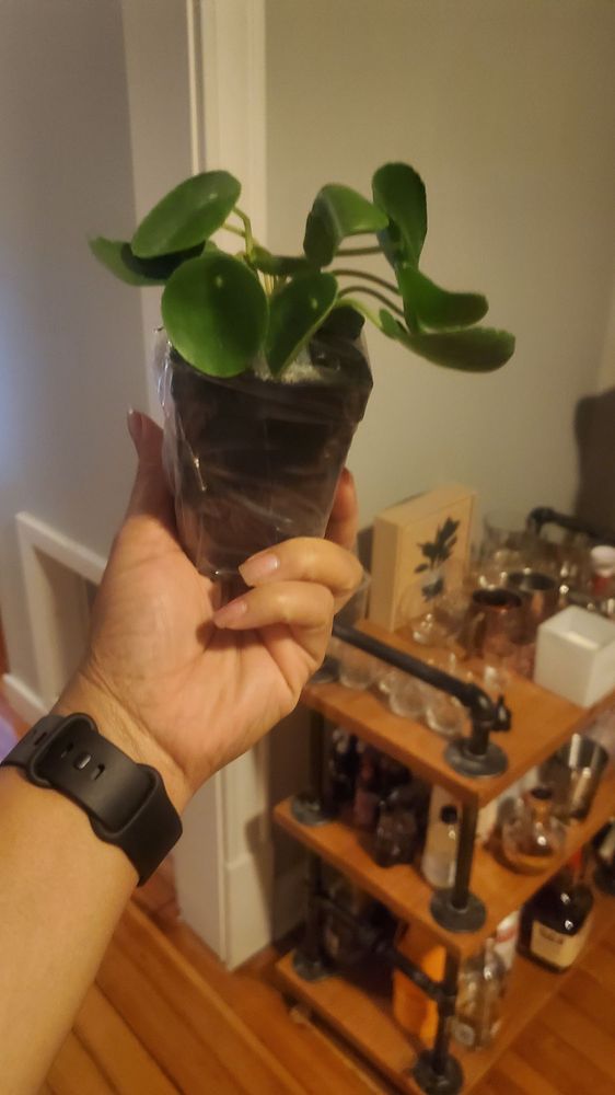 WINTER GREENHOUSE Updated August 2024 17 Photos W7041 Olmstead Rd