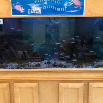 Savannah Country Day School - Lower school science, Atlantic Environ tank, Can you find the Stone Crab? - Elementary Schools Near Me - Savannah, Georgia Savannah Country Day School - Lower school science, Atlantic Environ tank, Can you find the Stone Crab? - Elementary Schools Near Me - Savannah, Georgia