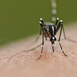 ATA Family Pest Solutions - Keep mosquitoes away from your family