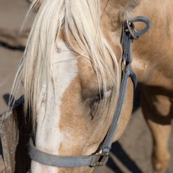 Oasis by Hoopes - One of the sanctuary horses