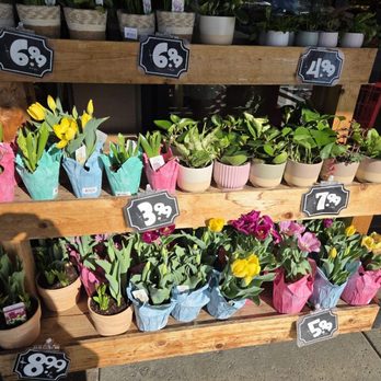 Trader Joe's - Grocery Near Me - Encinitas, California