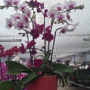 South Pacific Orchids - Nurseries & Gardening Near Me - Gilroy, California South Pacific Orchids - Nurseries & Gardening Near Me - Gilroy, California