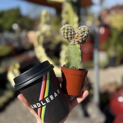 Terra Sol Garden Center - So many heart plants