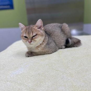 Santos Animal Clinic - Happy Caturday - Veterinarians Near Me - Hialeah, Florida Santos Animal Clinic - Happy Caturday - Veterinarians Near Me - Hialeah, Florida