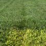 Photo of Johnson’s Lawncare Service’s & More