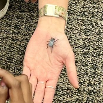 Isabel Henderson Library - 11/14/24 Traveling Naturalist: "Blueberry" Blue Death Feigning Beetle - Libraries Near Me - Torrance, California