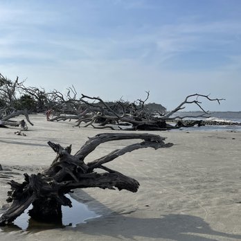 Driftwood Beach - Beaches Near Me - Jekyll Island, Georgia Driftwood Beach - Beaches Near Me - Jekyll Island, Georgia