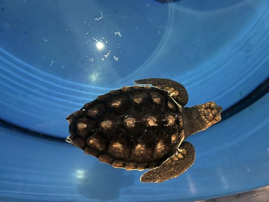 North Carolina Aquarium at Fort Fisher by null