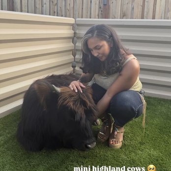 The Mini Experience Petting Zoo - Mini highland cow - Petting Zoos Near Me - Oakley, California The Mini Experience Petting Zoo - Mini highland cow - Petting Zoos Near Me - Oakley, California