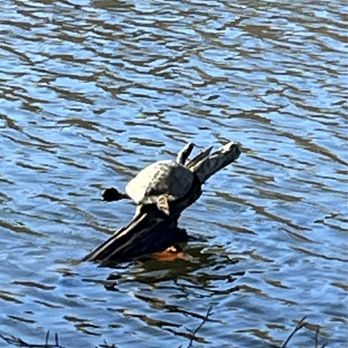 Salem Lake Park - Turtle sunning - Parks Near Me - Winston-Salem, North Carolina Salem Lake Park - Turtle sunning - Parks Near Me - Winston-Salem, North Carolina