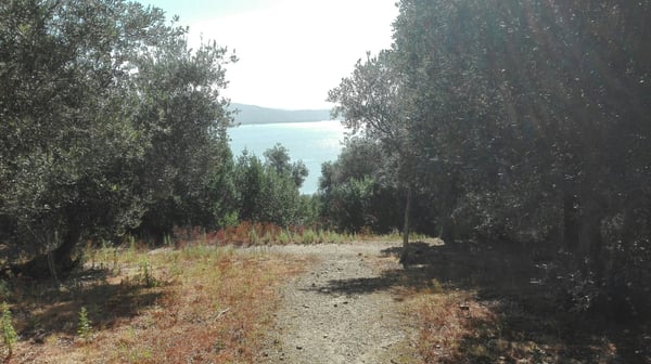 Isola Maggiore by null