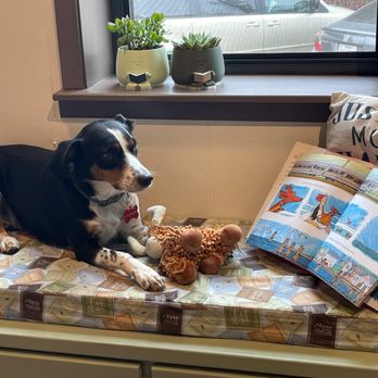 Wonderful Words - Come See Benchley, the store greeter. - Bookstores Near Me - Bryan, Texas Wonderful Words - Come See Benchley, the store greeter. - Bookstores Near Me - Bryan, Texas