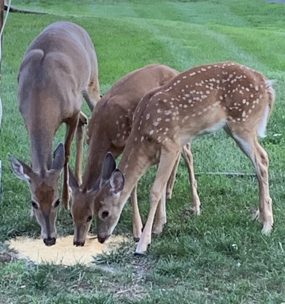 FOX RUN APARTMENTS Updated August 2024 18 Photos 365 Newtown Rd
