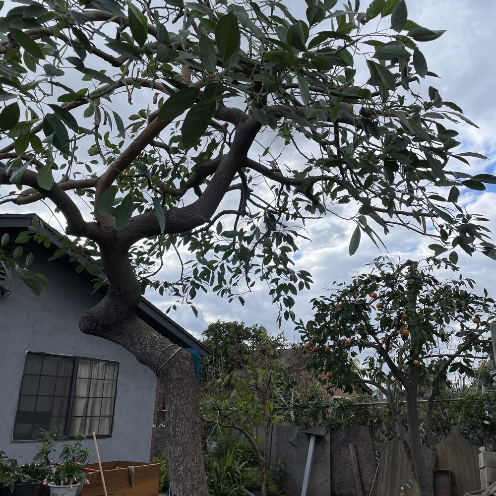 Cleaned and shaped our overgrown avocado, orange, and guava trees Cleaned and shaped our overgrown avocado, orange, and guava trees