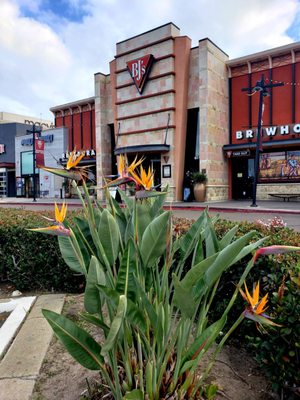 BJ's Restaurant & Brewhouse by null