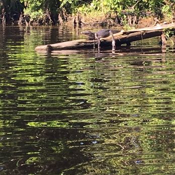Airboat Adventures - Boat Tours Near Me - Lafitte, Louisiana Airboat Adventures - Boat Tours Near Me - Lafitte, Louisiana
