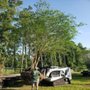 Photo of Southern Tree Farm